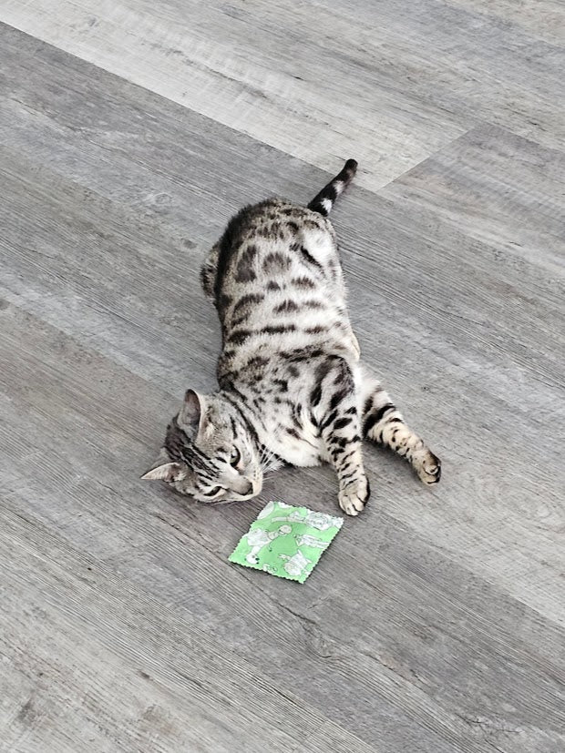 Cat Toys & Accessories