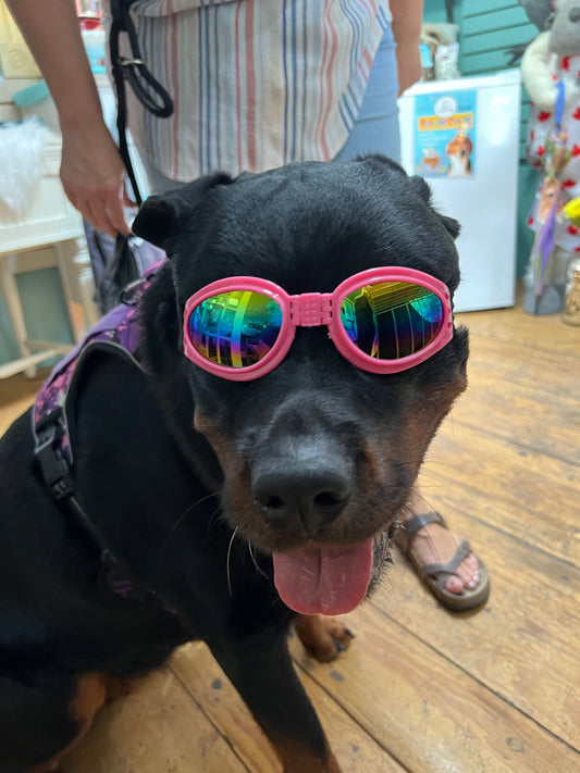 Pet Sunglasses