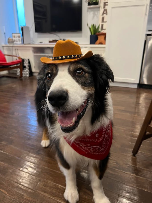 Dog Cowboy Hats