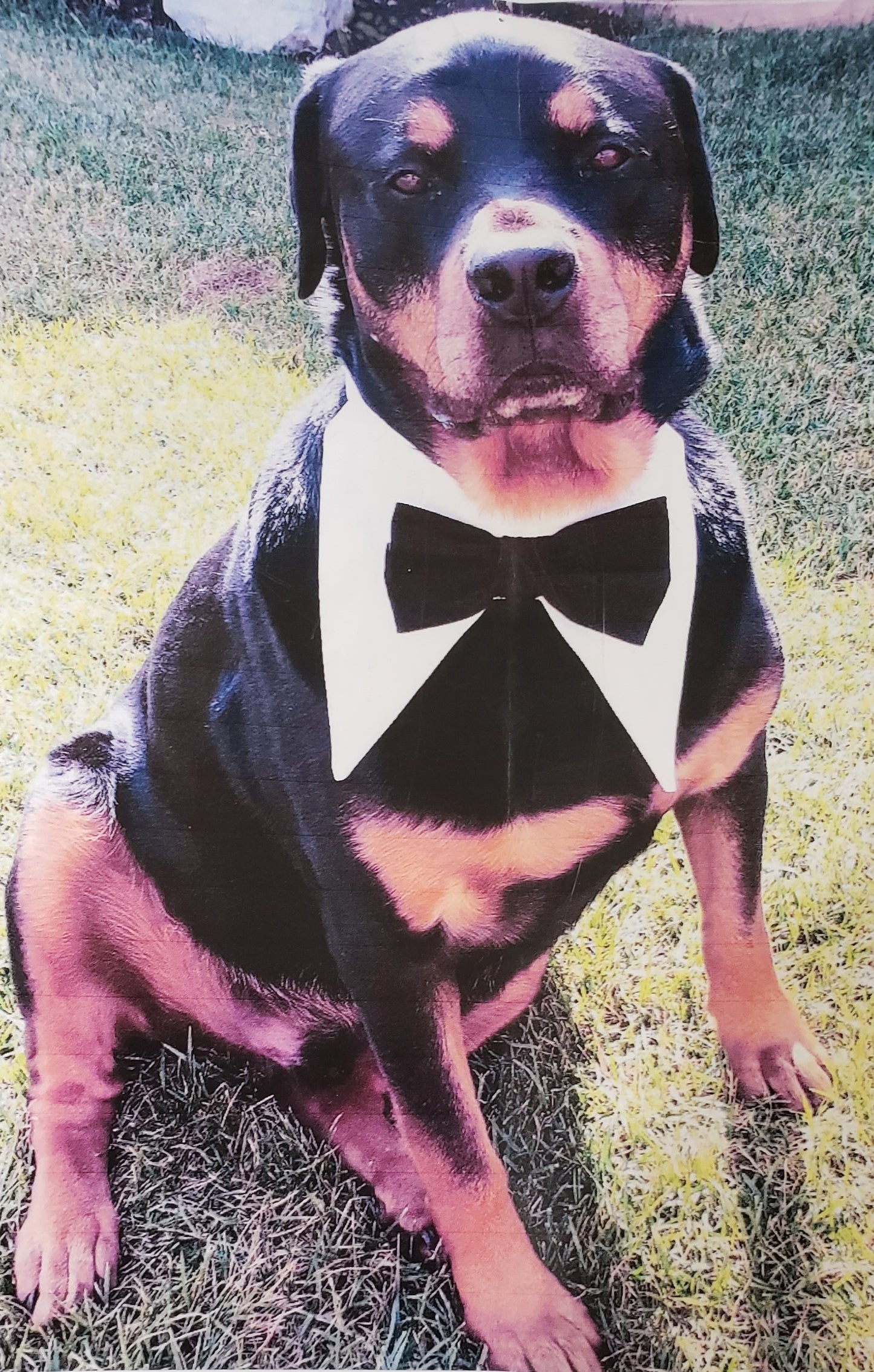 Tuxedo Collar easily fits very large dogs. 18" -32" neck