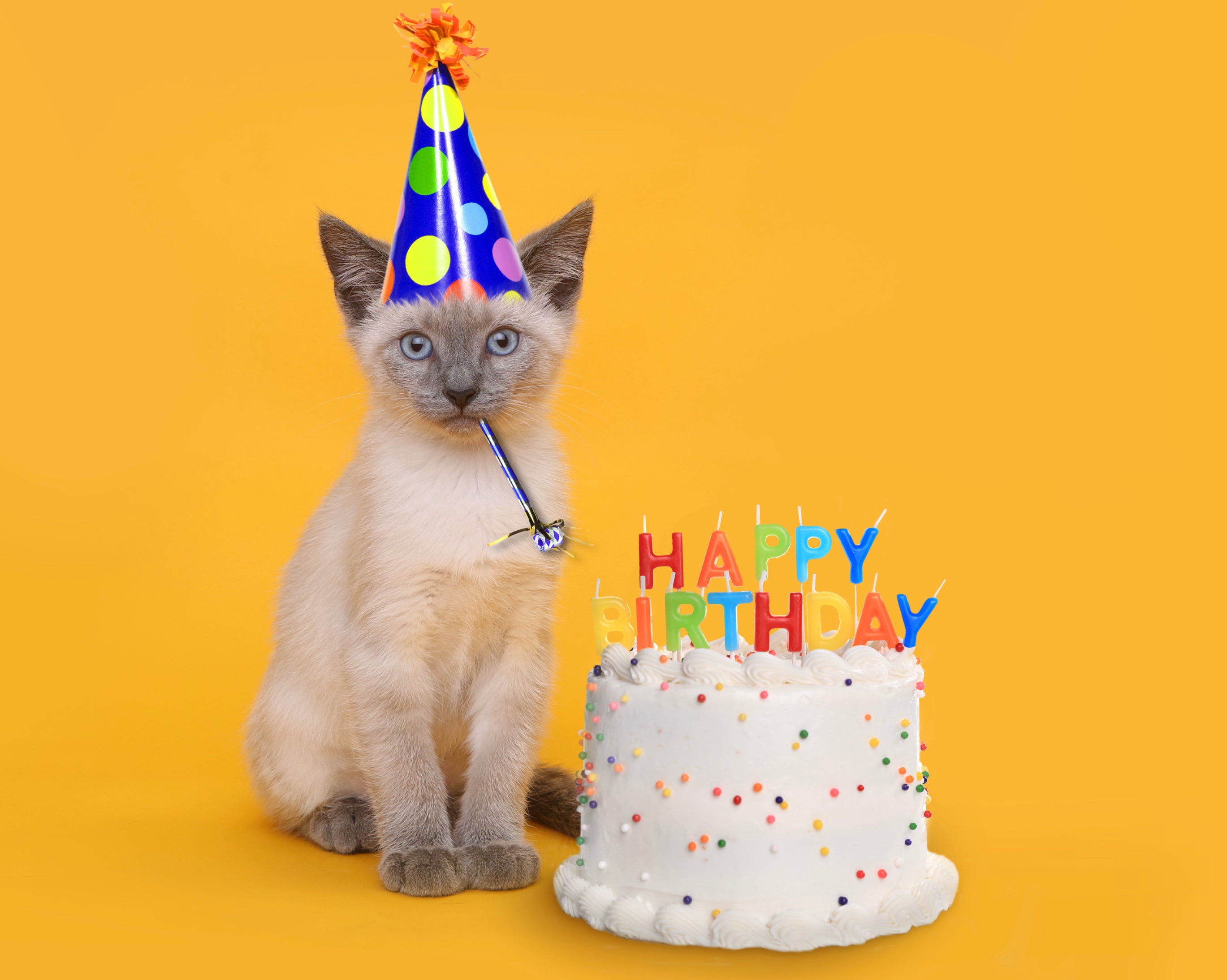 Cat Birthdays & Special Occasions