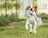 Dog Toys
