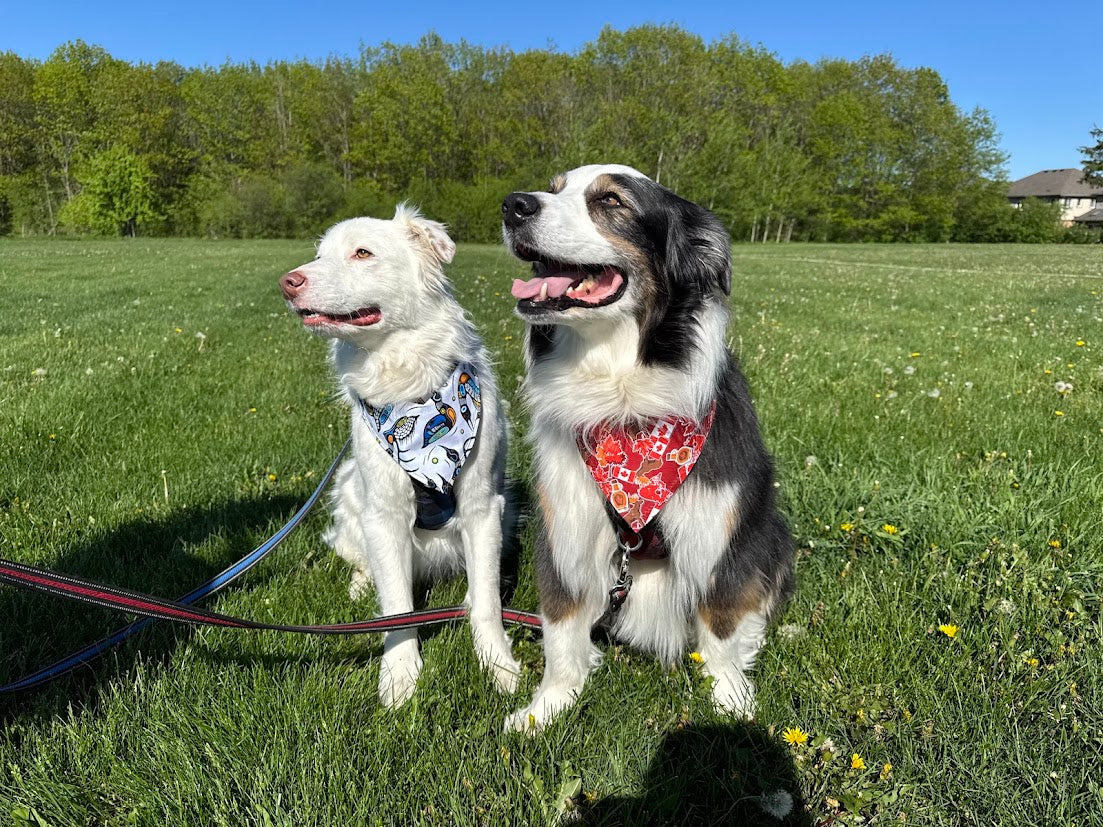 Dog Clothes & Accessories