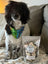 Dog Birthday Happy BARKday Bonefetti (Wheat-Free)