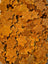 Close-up of cheddar pet treats with a crumbly texture