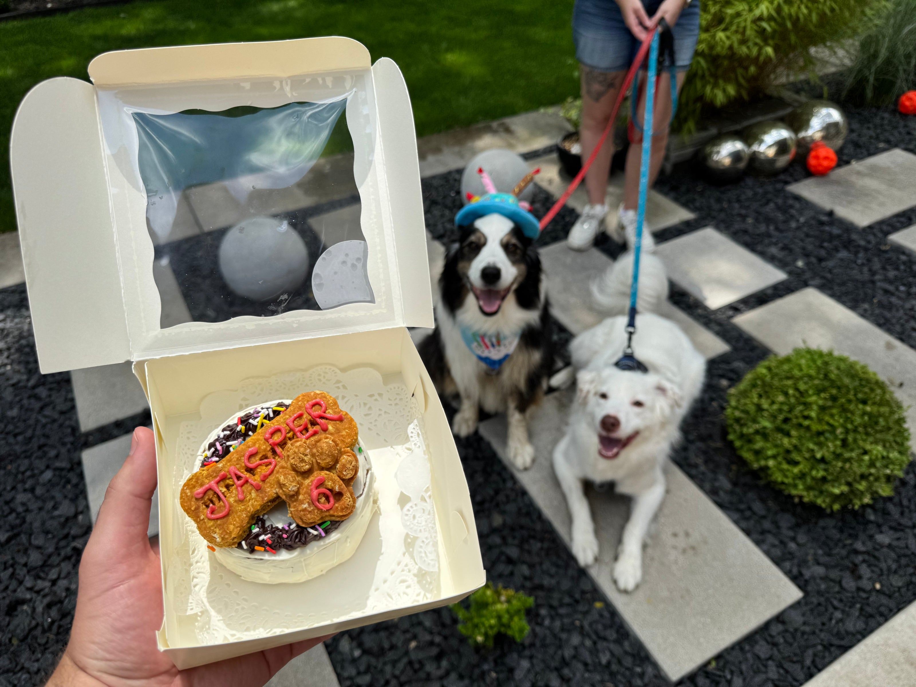 Dog Barkday/ Gotcha Day Special Occasion Cakes