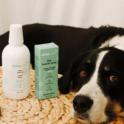 Dog laying beside mintier breath water additive for pet breath