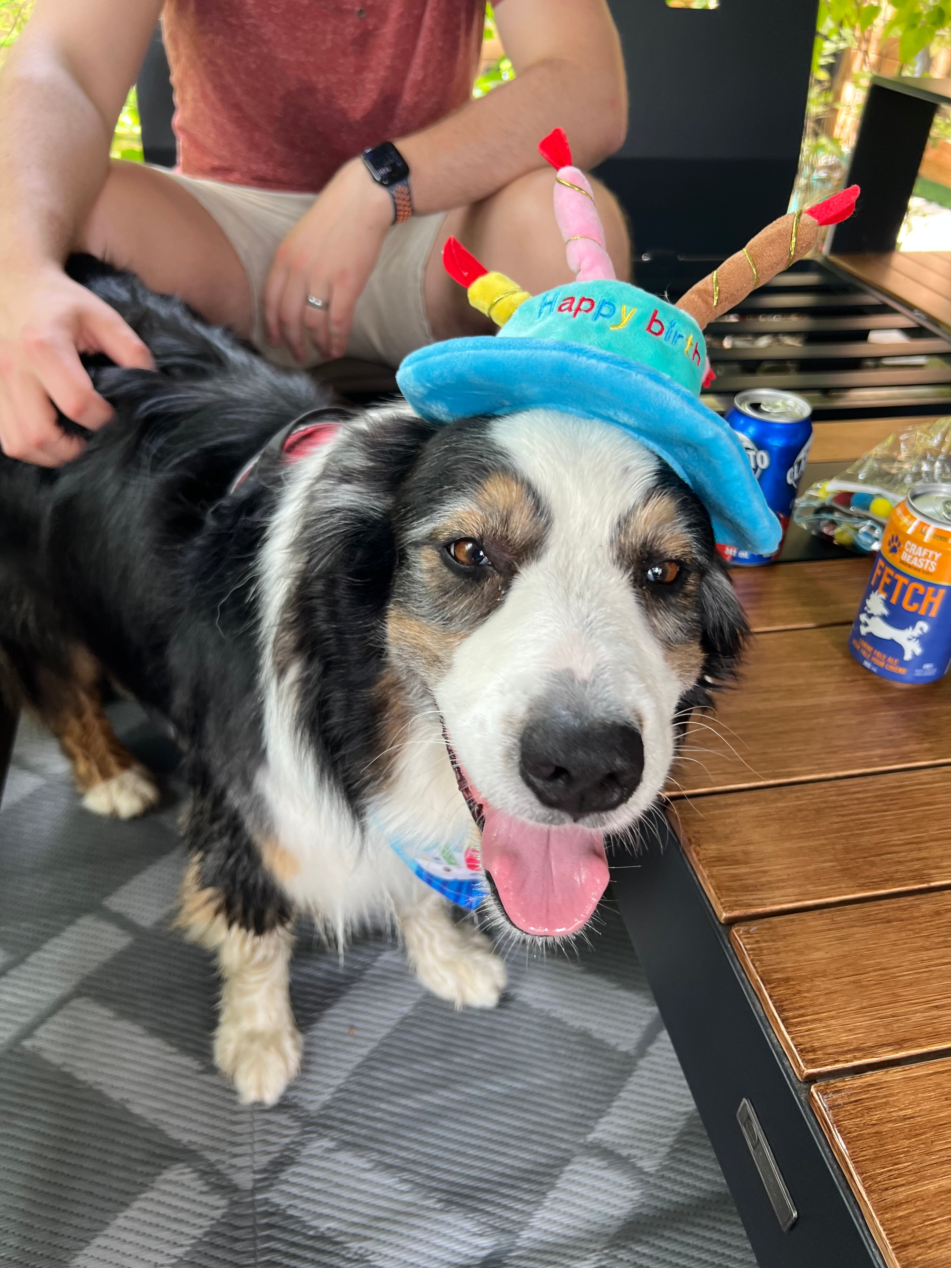 Dog Birthday Hat Pink or Blue