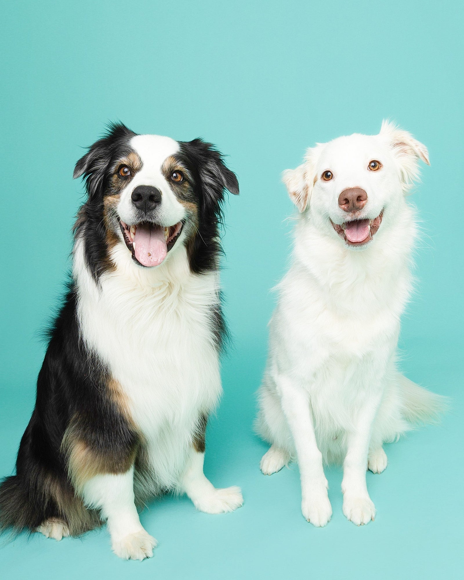 Two dogs sitting side by side against a solid turquoise background. The dog on the left is black, white, and tan, and the dog on the right is solid white.