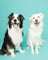 Two dogs sitting side by side against a solid turquoise background. The dog on the left is black, white, and tan, and the dog on the right is solid white.