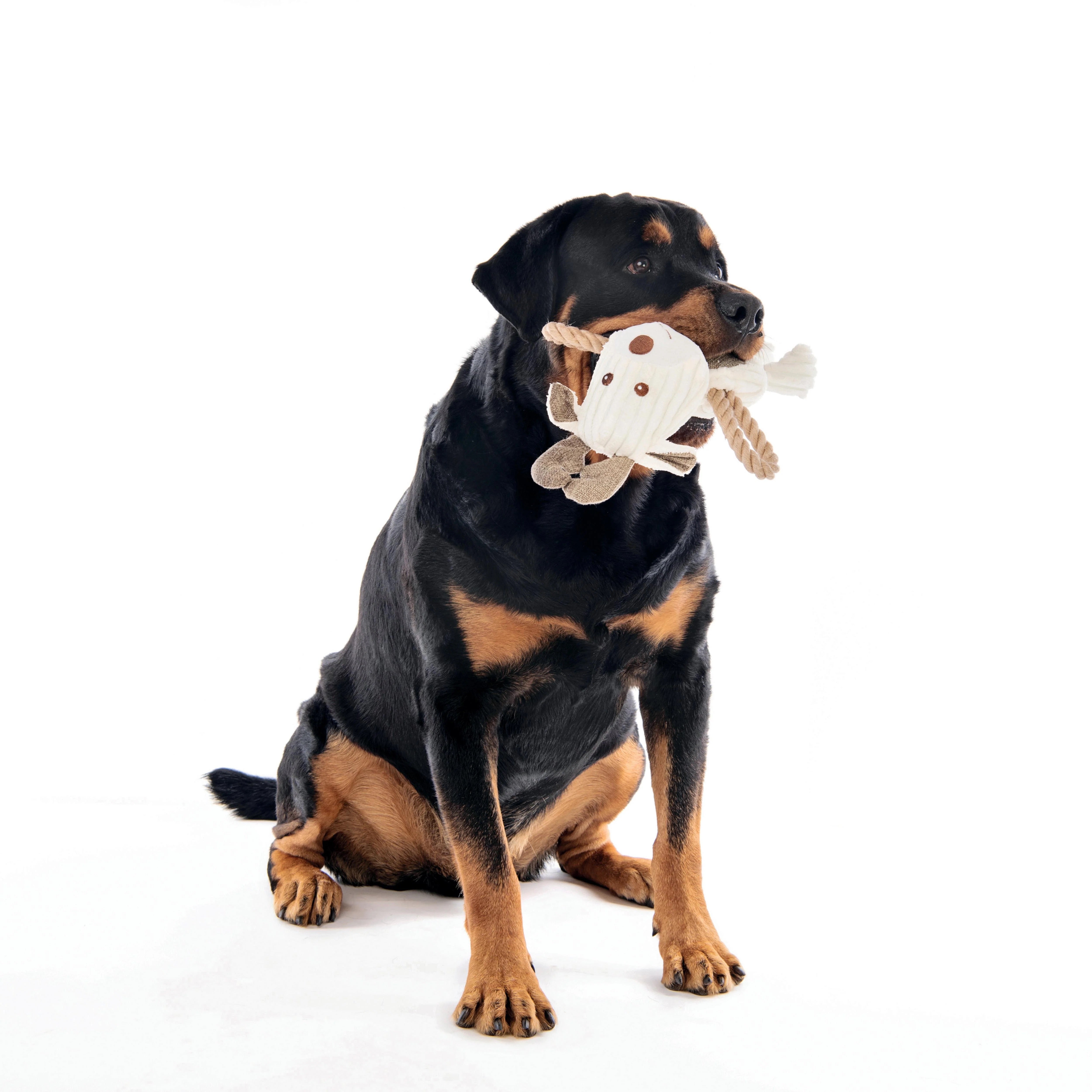 Jouet écologique pour chien - Rune