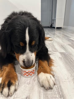 Dog drinking from a small cup of Lickable Frozen Yogurt on a wooden floor