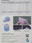 Tail Up Dog Sun Hats/Sun Protection for Dogs