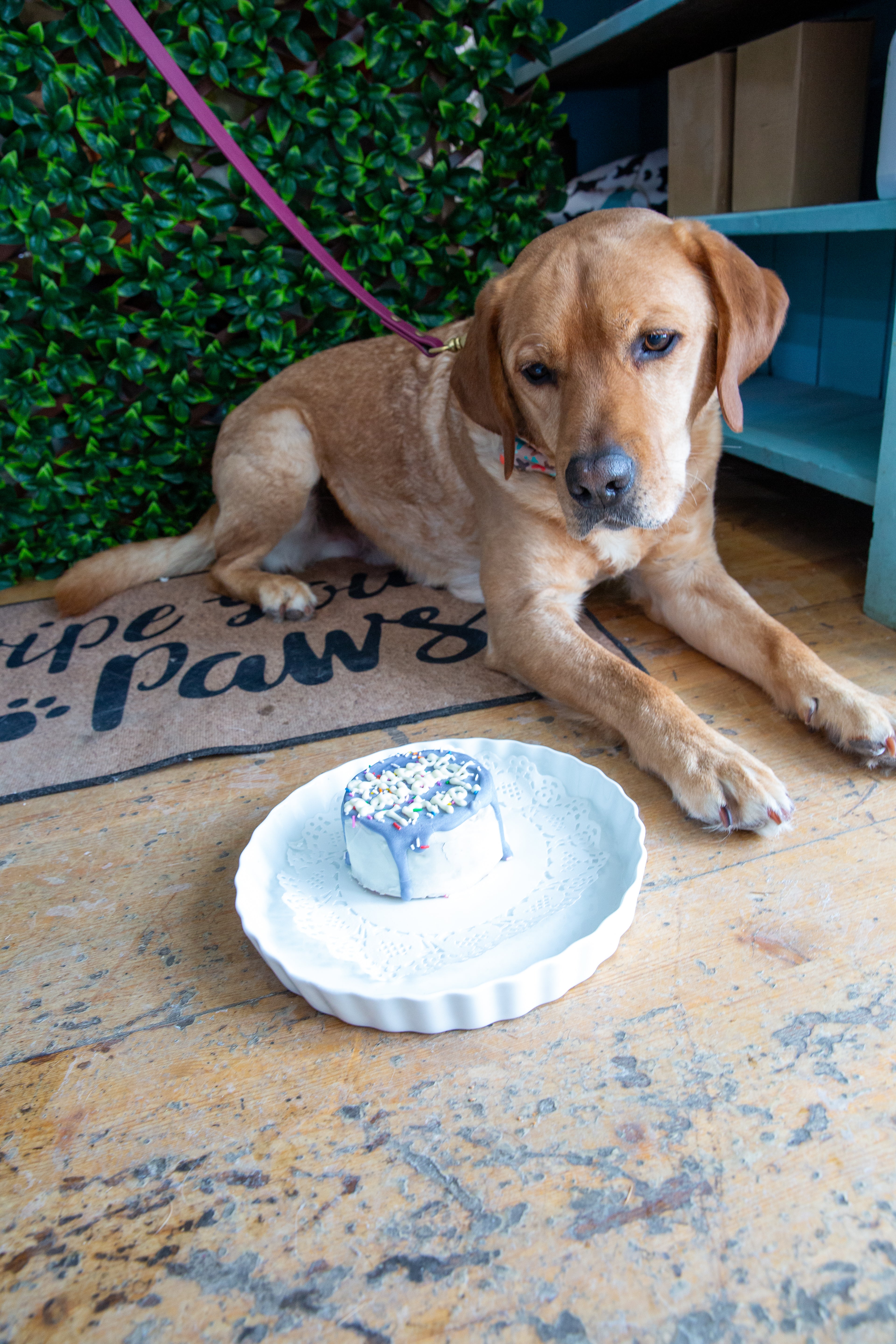 Dog Barkday/ Gotcha Day Special Occasion Cakes