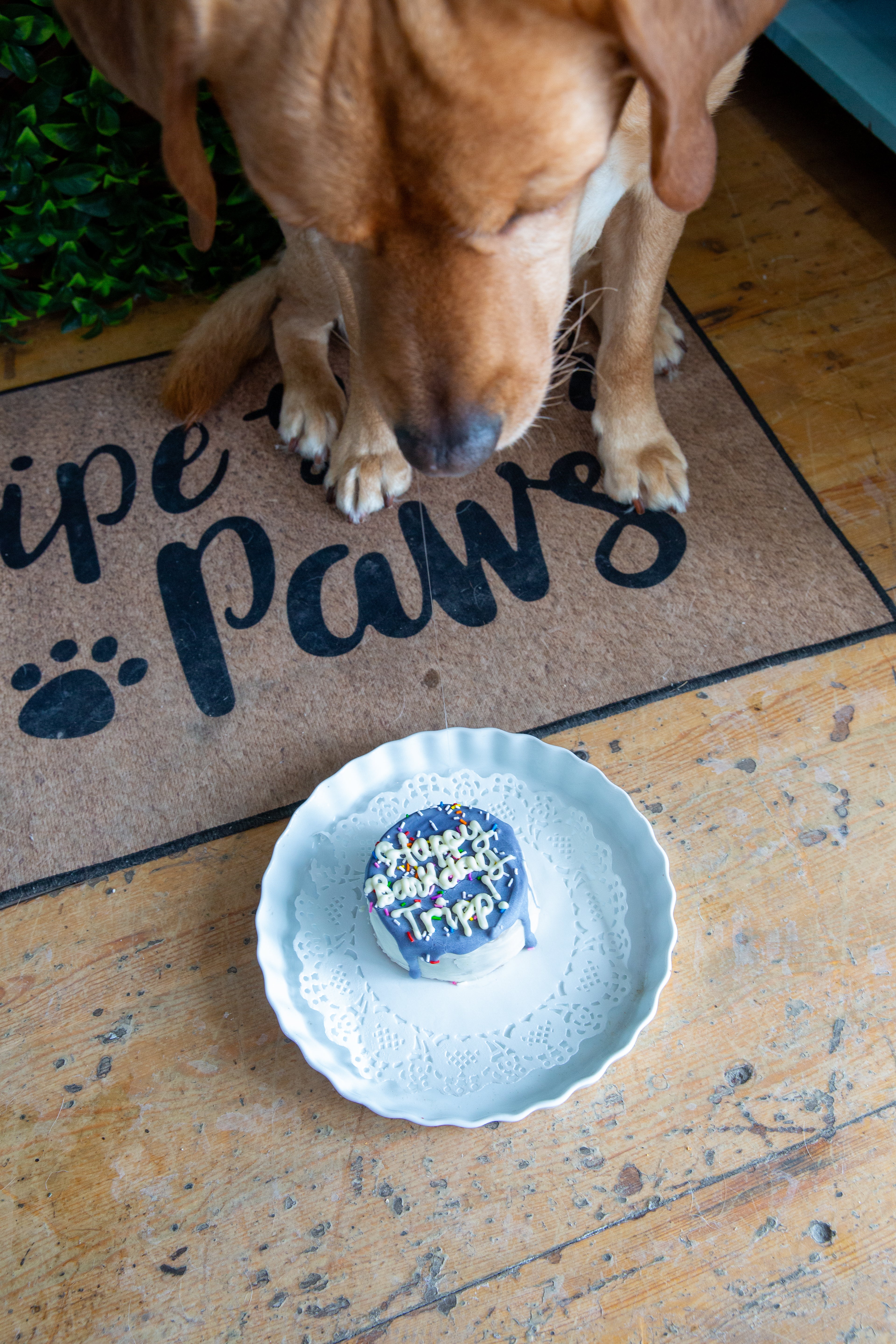 Dog Barkday/ Gotcha Day Special Occasion Cakes