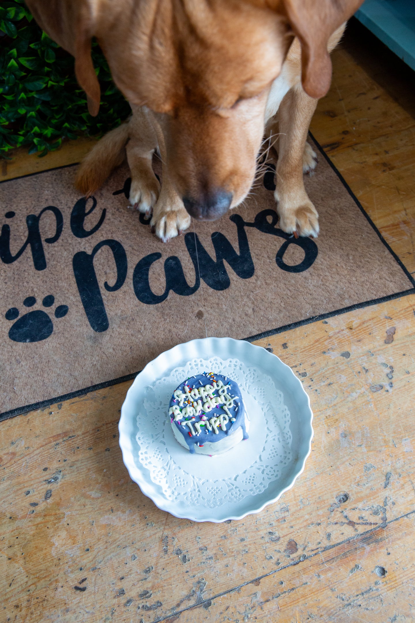Dog Barkday/ Gotcha Day Special Occasion Cakes