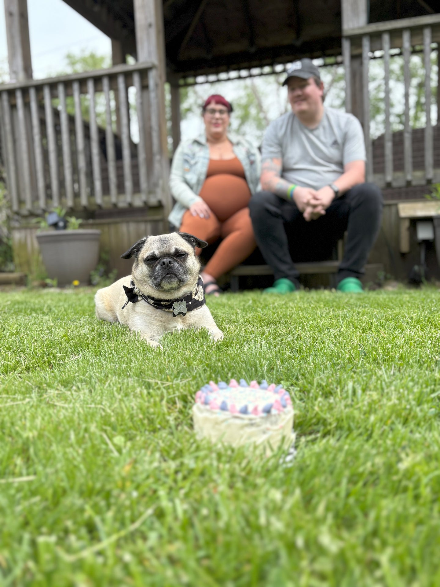 Pug sitting on grass with a small cake in front of a couple on a wooden deck.