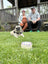 Pug sitting on grass with a small cake in front of a couple on a wooden deck.