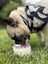 Dog wearing a patterned coat eating from a small gender reveal cake on grass