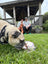 Dog eating a gender reveal cake with two people sitting on a bench in the background.